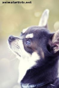 Información de Chihuahua: ¿es la raza adecuada para usted?