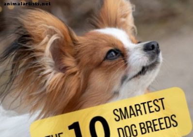 Hunde - Liste der 10 klügsten Hunderassen und ihre Geschichten