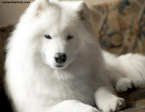 El samoyedo: perro de nieve en invierno y en verano