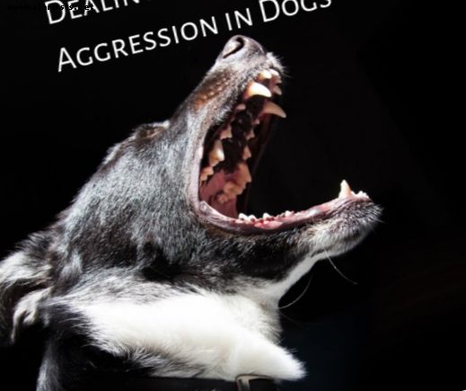 Как предотвратить и остановить пищевую агрессию у собак