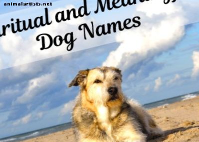 55 Bedeutungsvolle, mystische und spirituelle Namen für Hunde