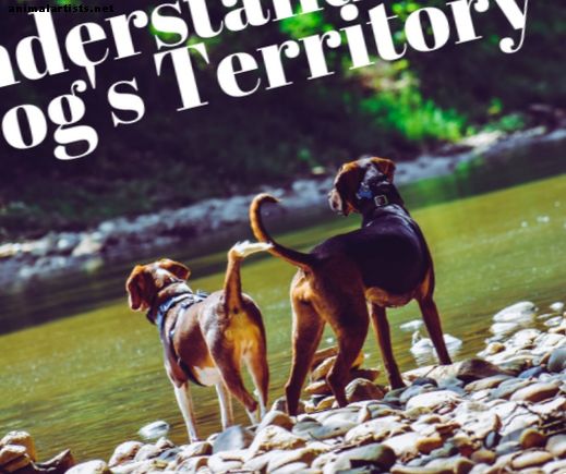 Comprensione della marcatura territoriale dei cani