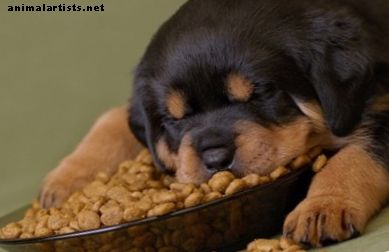 Kas esmaklassilised toidud muudavad teie koera kauem elavaks?