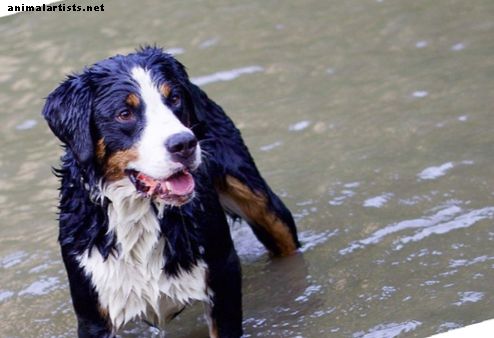 Leptospiróza u psov: príčiny, príznaky, liečba a prevencia - Psy