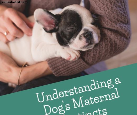 Razumijevanje pasjih majčinskih instinkta: kako znati je li vaš pas dobra majka