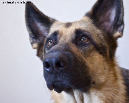 Как да спрете кученцето на немска овчарка от ухапване (Игри с инхибиране на хапки) - Кучета