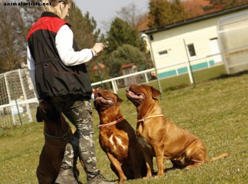 Izbalēšanas pamudinājumi suņu apmācībā