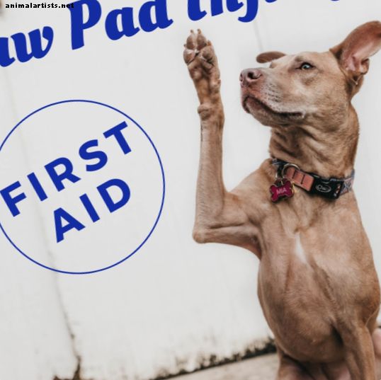 Första hjälpen: Hur man behandlar en hunds tassskydd