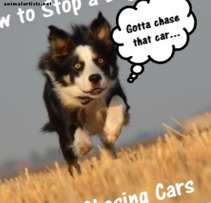 Kaip sustabdyti šunį nuo persekiojančių automobilių