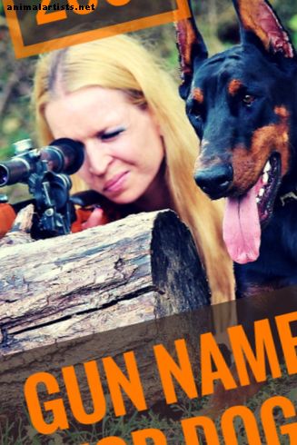 Más de 200 nombres de armas para perros - Perros
