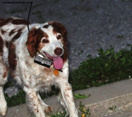 Psy - GPS pre psov a mačky: Recenzie najlepších, najhorších a najlepších výberov