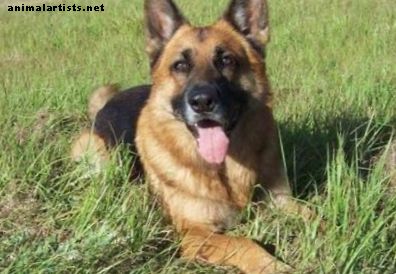 Todo lo que necesita saber sobre los cachorros de pastor alemán: comprar, criar, entrenar y nombrar