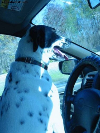 Ako udržiavať svojho psa pokojného a šťastného na dlhej ceste autom