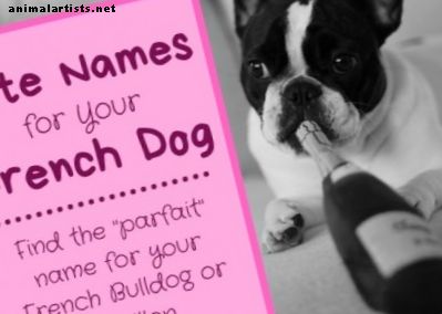 Simpatici nomi di cani francesi per un Papillon o un bulldog francese