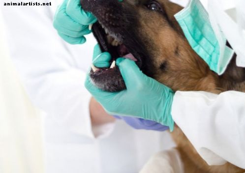 Кучета - Здраве на зъбите на немската овчарка и венците