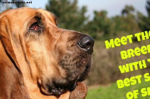 10 races de chiens avec le meilleur sens de l'odorat