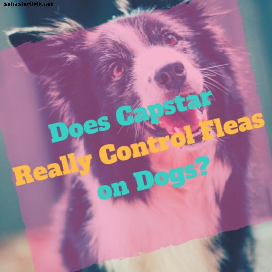 Použitie Capstar k boju proti blchám u psov: Liečba a kde kúpiť