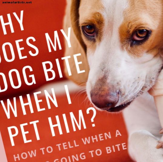 Γιατί τα σκυλιά δαγκώνουν όταν τους Pet;  (Σημάδια ένα σκυλί πηγαίνει στο δάγκωμα)