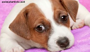 48 vanlige helseproblemer funnet i Jack Russell Terrier