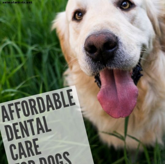 La façon la moins chère de garder les dents de votre chien propres