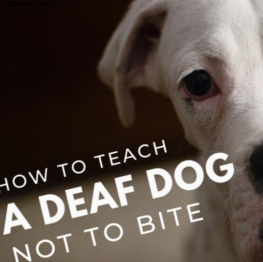 कैसे एक बहरे कुत्ते को काटने के लिए नहीं सिखाएं (काटने पर रोक)