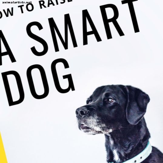 Šunys - 6 įrodyti metodai, kaip padaryti jūsų šunį protingesnį