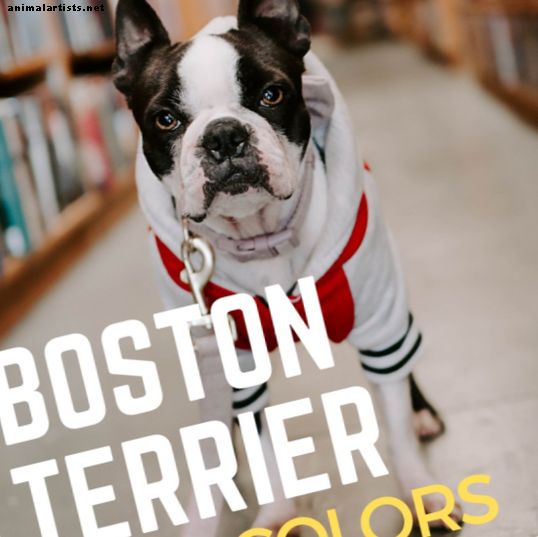 बोस्टन टेरियर कोट रंग: सभी नस्ल के बारे में