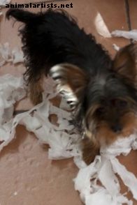 Mi Terrier es destructivo: cómo evitar que un Terrier desgarre tus posesiones