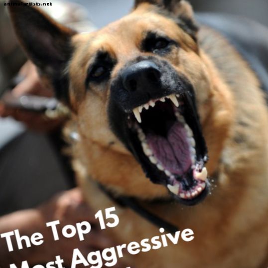 Las razas de perros más agresivas del mundo
