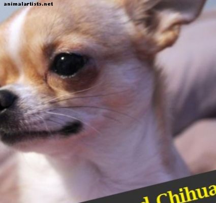 Ceļvedis Apple Head Chihuahua - Suņi