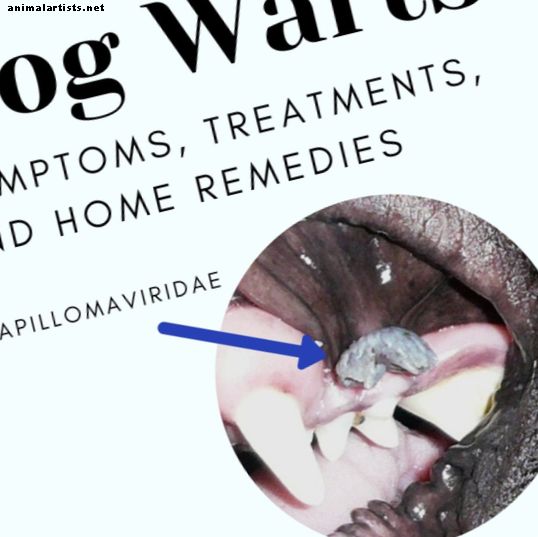 Брадавици за кучета: симптоми, лечение и домашни средства