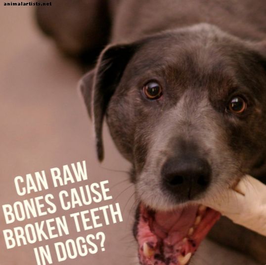Dientes de perro rotos de astas y huesos crudos
