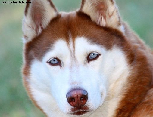 Datos sobre el husky siberiano: una excelente raza de perros