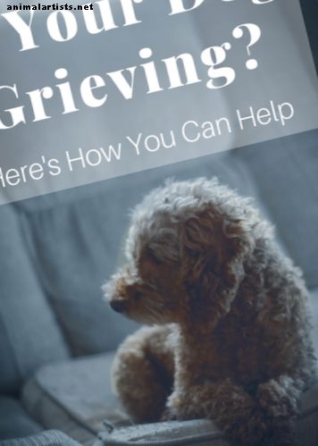 Cómo ayudar a un perro afligido cuando su dueño muere