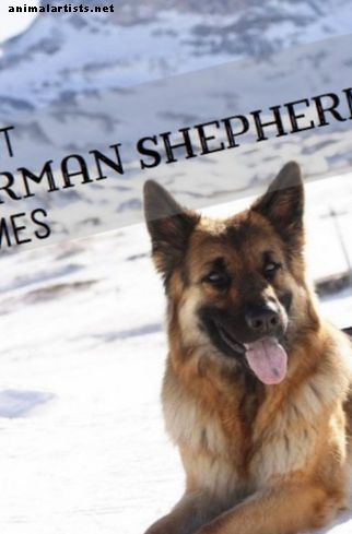 Suņi - Labas vācu aitu vārda idejas