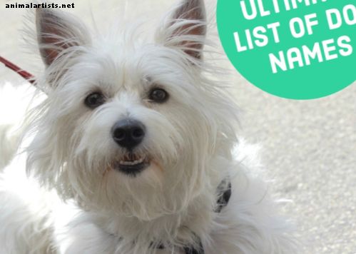 Koirat - Koiran nimet: Sadat ehdotukset värin, rodun, koon ja ryhmän mukaan