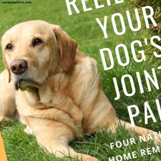 Természetes gyógymódok és megkönnyebbülés artritisz, ízületi fájdalom, csípő-diszplázia és váll OKT kutyáknak
