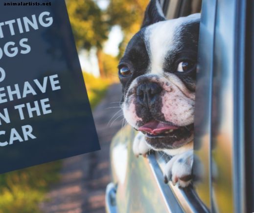 Wie man Hunde dazu bringt, sich im Auto zu benehmen