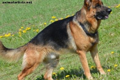 Perros - El perro pastor de Alemania Occidental