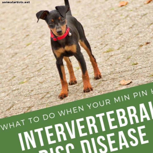 Ima li vaš min pin bolest intervertebralnog diska?