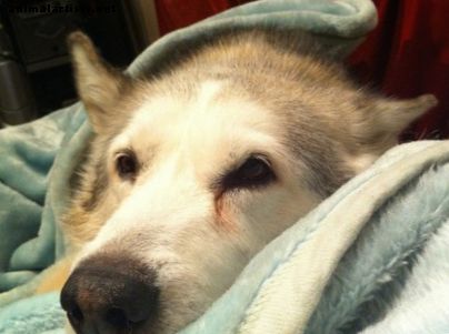 Pankreatitída u psov: príznaky, ktoré by ste mali sledovať a čo ďalej robiť - Psy