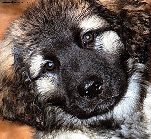 Webové stránky pre psov s dennými aktualizáciami fotografií a zaujímavými skutočnosťami