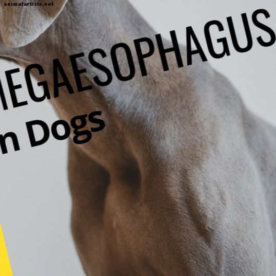 Cães - Os melhores alimentos para cães com megaesôfago