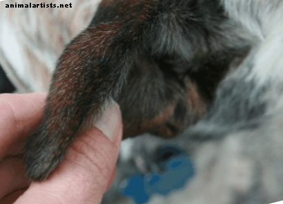 Suņi ar pietūkušiem ausu atlokiem: simptomi un ārstēšana