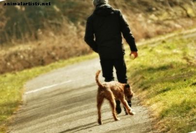 Liberté grâce à la formation de chiens sans laisse