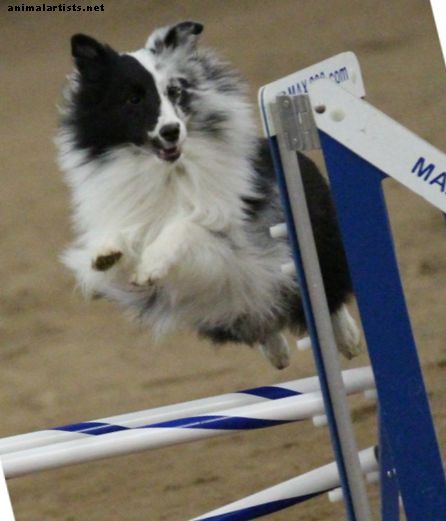 Može li osoba s invaliditetom biti konkurentna u agilnosti pasa? - psi