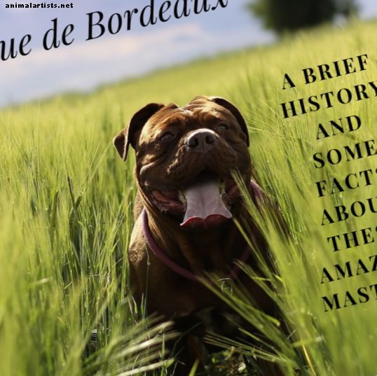 Dogue de Bordeaux: mastifu šķirne, kuru nevar iznīcināt