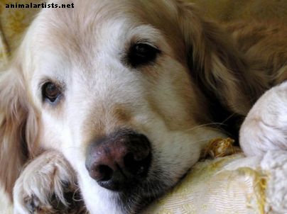 Suņu artrīta simptomi un mājas sāpju novēršanas līdzekļi