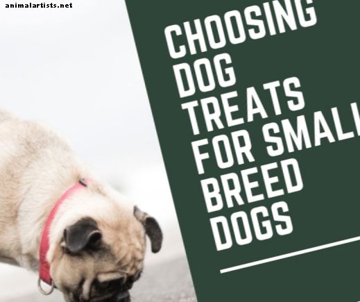 छोटे नस्ल के कुत्तों के लिए डॉग ट्रीट्स का चयन कैसे करें - कुत्ते की