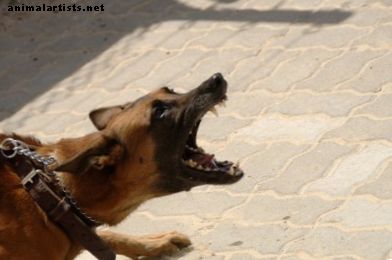 Kā apturēt suņa agresiju ar apmācību